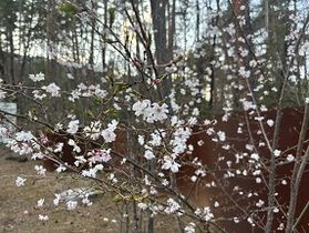 安曇野周辺の桜開花情報🌸