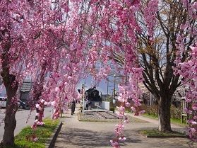 福島県桜の名所 約1000本のしだれ桜