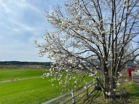 春の訪れを告げる花木「こぶしの花」