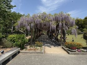 大三島の「藤棚」
