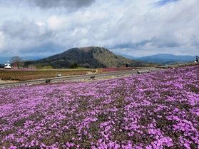 2025年茶臼山高原芝桜 本日の開花状況