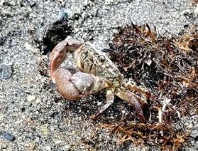 🦀🐠磯遊びシーズン到来!!🐟🦐
