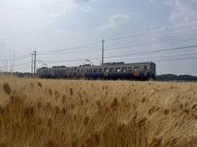 麦畑を車窓から～黄金色の福井県～