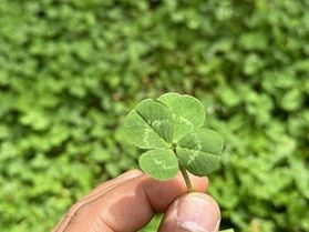 四つ葉のクローバーみ～つけた♪