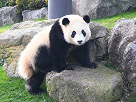 休暇村からパンダを見に行こう!