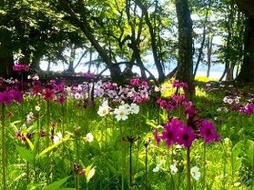 2025 奥日光 クリンソウ 🌸最新開花情報🌸