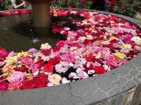 あつみ温泉ばら園まつり🌹<br>4Weeksキャンペーン