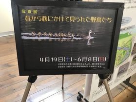 五色台ビジターセンターにて野鳥の写真展開催中!!