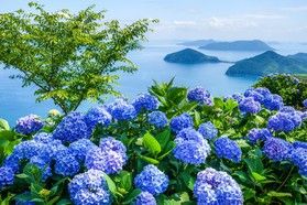 紫陽花が咲き誇る紫雲出山