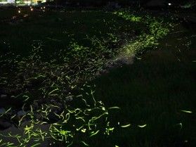 真庭のホタルの里「北房」