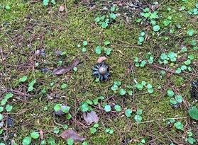 この植物は一体・・・！？