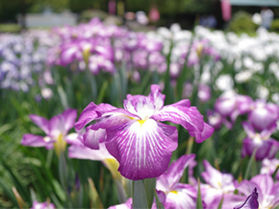 「かわつ花菖蒲園」が一般開放中です