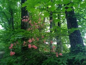 今🍃新緑がとってもきれい