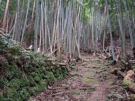 当館から最も近い旧国道&廃道 続編 熊野古道大狗子、小狗子峠