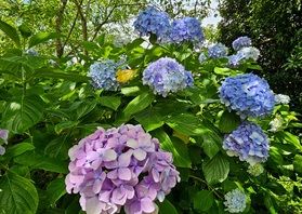 あじさい情報【 城山公園 】