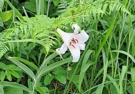 今が見頃♪ササユリの花と津黒のホタル