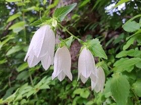 今が見頃!ホタルブクロの花