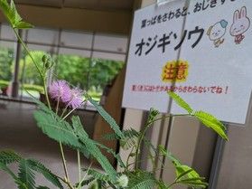ロビーのアイドル、開花!