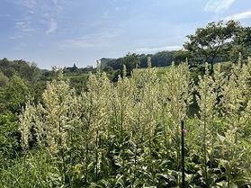 今年は、「バイケイソウ」の当たり年です