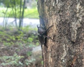 夏と言えば・・カブトムシ！