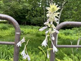現在見られるお花６選をご紹介！🌼✨