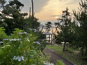龍舞崎周辺～あじさいロード 紫陽花開花状況②