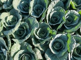 もうすぐ嬬恋高原野菜たちの収穫が最盛期を迎えます!