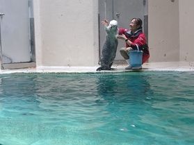 たくさんの生き物に出会える!鳥羽水族館