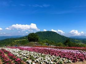 茶臼山の夏の観光と鹿角を購入されたい方!