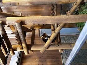 鯖江西山動物園 日本語能力試験の後の小さな幸せ