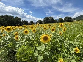 牧場とのコントラストが抜群のヒマワリ畑