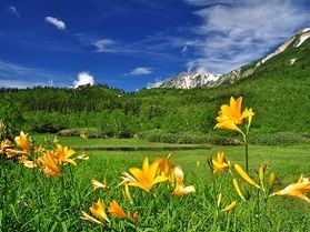 自然の中で涼もう！「栂池(つがいけ)自然園」