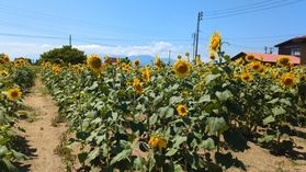 夏の元気なひまわりに出会えます♪