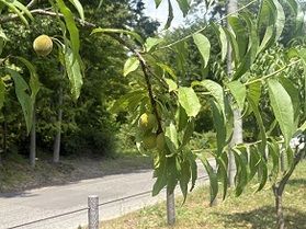 季節ごとに表情を変える「ハナモモの木」
