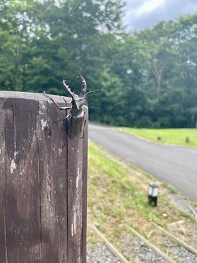 昆虫探しにキャンプ場へ