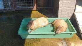 イングランドの丘で動物たちに会いに行こう