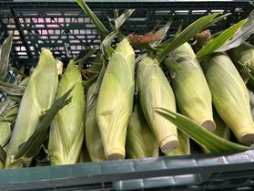 あま～いとうもろこしはいかが？