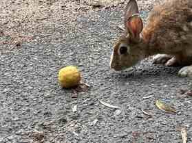 ウサギはレモンを食べるのか問題?!
