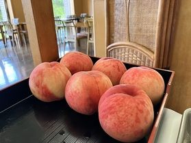 8/9~8/16は「桃フェア」開催中です