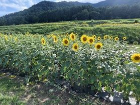 安曇野のひまわり畑🌻