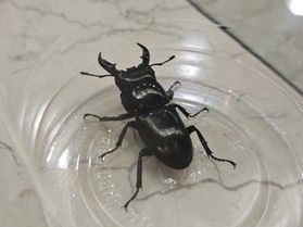 昆虫観察「クワガタが見たいスタッフの奮闘記 2 」