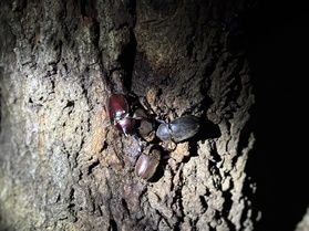 虫倶楽部だより「綺麗な星が見れる場所で」