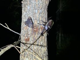 カブトムシベストシーズン