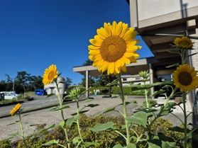 園地のひまわりが咲きました🌻