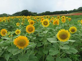 ひまわり♪・・・あわじ花さじき
