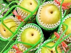大玉で甘い♪鳥取県産梨のお土産付き宿泊プランスタート
