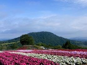 2025年8月17日撮影 茶臼山高原のサンパチェンス開花状況