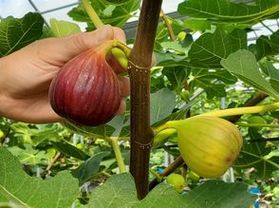 全国でも珍しい『いちじく狩り』体験