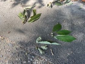 なぜ？！地面に落ちている枝の謎