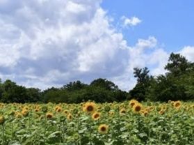 小岩井農場おすすめのチーズアソートセット好評発売中!